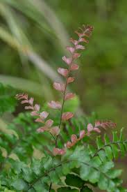 Image result for Adiantum hispidulum