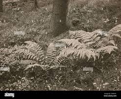 Image result for Christella gueinziana