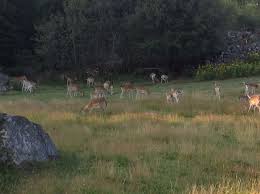 Kronhjorten, eller kronviltet som det ofta kallas, hålls av många som det absolut förnämsta högviltet. Kalvarna Ar Med Sina Mammor Pa Bete Dovhjort Kalv Bets
