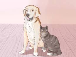 Maybe you would like to learn more about one of these? How Do You Introduce A Cat To A Dog Off 72 Www Usushimd Com