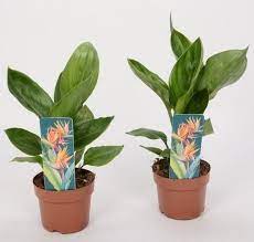 Unlike the hardier strelitzia reginaes. Verkaufer Kauf Bananen Strelitzia Nicolai
