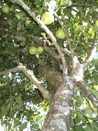 Hence grafting can be performed between australia is a vast continent and you can find the requirements for any fruit tree somewhere in the country, so any and all fruit trees can be grown in. How To Give New Life To An Old Apple Tree Dengarden