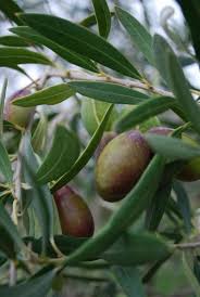 Olive Tree Care Information On How To Grow Olive Trees Olive Tree Care Growing Olive Trees Indoor Olive Tree