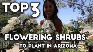 If you are growing gardenias in the heat of arizona, watch them carefully, especially when it is hot and dry. Top 3 Flowering Shrubs To Plant In Arizona Youtube