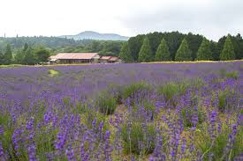 Target easily folds for storage. Menard Aoyama Resort The Gate Japan Travel Magazine Find Tourism Travel Info