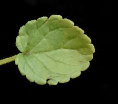 Image result for Stachys pseudonigricans