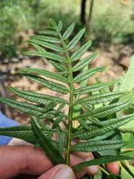 Image result for Erythrophysa