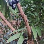 Image result for Lepisanthes senegalensis