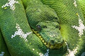 Somewhat of a cooldown but it white snake has multiple evolutions through out jjba s.o. Free Photo Photo Of Green And White Snake Animal Creature Eyes Free Download Jooinn