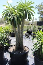 Image result for Pachycarpus firmus
