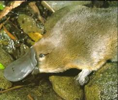 Poison Platypus Animals Platypus Australia Animals