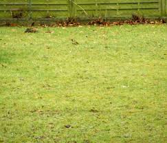 Gruner Grosser Vogel Mit Rotem Kopf Jk S Pflanzenblog