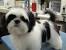 Full Grown Shih Tzu Black And White