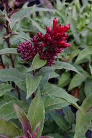 Image result for Cestrum
