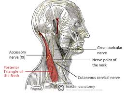 ⌊ posterior regions of the arms. Posterior Triangle Of The Neck Subdivisions Teachmeanatomy