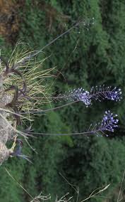 Image result for Schizocarphus nervosus