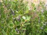 Image result for Diospyros lycioides
