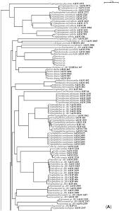 Image result for Monanthotaxis afra