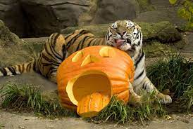 Oregon Zoo S Tigers Due A Meaty Birthday Bash On Halloween Morning Tiger Zoo Zoo Babies