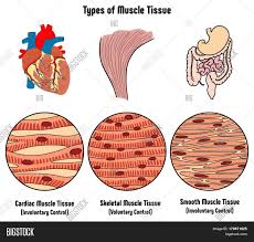 The muscular walls of your intestines contract to push food through your body. Types Muscle Tissue Image Photo Free Trial Bigstock