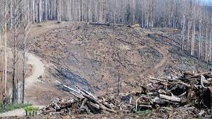 Our home office furniture category offers a great selection of bookcase ladders and more. Post Bushfire Logging Makes A Bad Situation Even Worse But The Industry Is Ignoring The Science Abc News