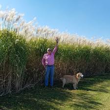 Image result for Miscanthus