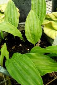 Image result for Nervilia crociformis