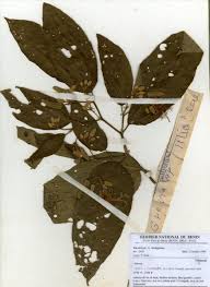 Image result for Grewia pubescens