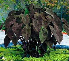 Plant the bulb, with the point up, to a. Black Magic Taro 21 Awesome Pond Plants For Your Dream Water Garden Elephant Ear Plant Elephant Ear Bulbs Elephant Ears