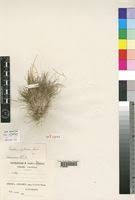 Image result for Oropetium capense