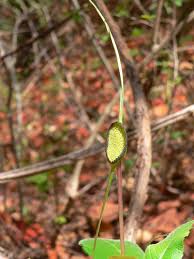 Image result for Dorstenia buchananii