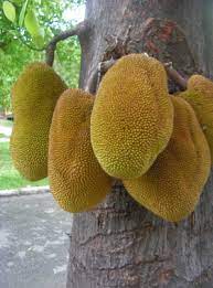 Jackfruit Tree 1 Jackfruit Tree Jackfruit Fruits Photos