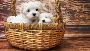 Maybe you would like to learn more about one of these? Dogs For Sale In Ct Buy In Ct Breeder Pet Store