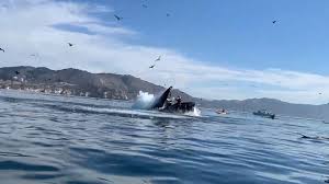 This means that they cannot go into a full deep sleep scientists aren't sure if this breaching behavior serves some purpose, such as cleaning pests from. Humpback Whale Upends California Kayakers The New York Times