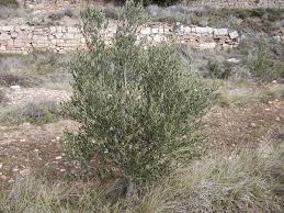 Arbequina Wikipedia