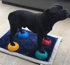 Fitpaws paw pods are balance pods for dogs! Fitpaws Paw Pods Petsonline