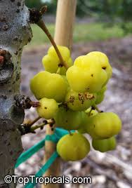 Image result for Phyllanthus engleri