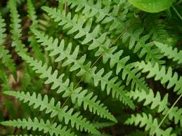 Image result for Histiopteris