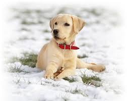 Bronson the pup was one of a litter of nine that. Labrador Retriever Club