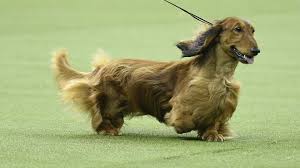 Out of thousands of dogs from over 200 breeds only one will be crowned best in show on before the coveted purple ribbon is awarded, there are plenty of other pooch winners. People Are Doggone Mad That This Dachshund Didn T Win Westminster Marketwatch