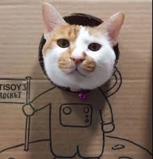 Her Kedi Gibi Kutulara Bayilan Tisoy A Kartondan Yapilan Efsanevi Kedi Evleri Listelist Com