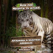 Buin zoo cierra sus puertas por retroceso a fase 1. Buin Zoo No Twitter Sabias Que Al Apadrinar A Un Animal De Buinzoo Estas Ayudando Directamente A Su Cuidado Y Alimentacion Ingresa A Https T Co Zlzdhzbjiz Y Conoce Como Apadrinar A Nuestros Animales Para