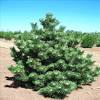 Thunderhead japanese black pine pruning. Https Encrypted Tbn0 Gstatic Com Images Q Tbn And9gcqwu5m3lcjoleau3smcmstj61lnkyktbmiwy Hhcqc Usqp Cau