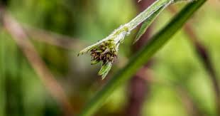 Image result for Cnestis polyphylla