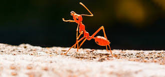 Insatiable Invertebrates 4 Predatory Insects And Arachnids Be sure you understand the habits of the insect you're ordering, and familiarize yourself with the. predatory insects and arachnids
