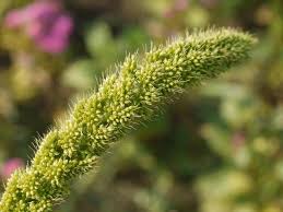 Image result for Setaria italica
