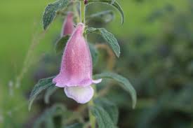 Image result for Sesamum radiatum