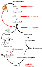 Cabaleiro t, román m, ochoa d et al. The Renin Angiotensin Aldosterone System And Glucose Homeostasis Abstract Europe Pmc