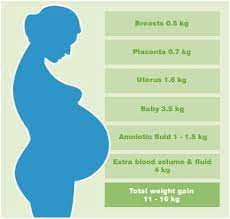 Fetal Weight Gain During Last Trimester Como Aumentar El Metabolismo En La Mujer Naturalmente