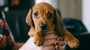 Wann wird der welpe stubenrein? Welpentraining Wie Bekomme Ich Meinen Hund Stubenrein Stern De